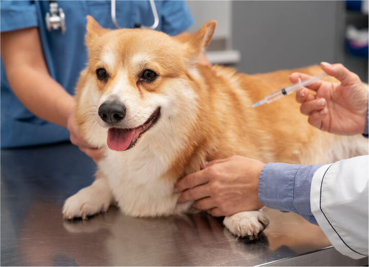 What vaccines your pet should have? A Complete Guide